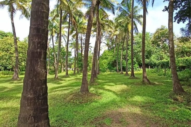 Hill Breeze Scenery